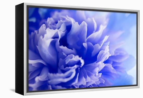 Blue Flower-PhotoINC-Framed Premier Image Canvas