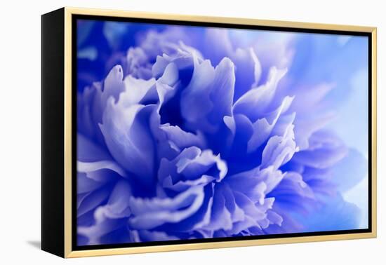 Blue Flower-PhotoINC-Framed Premier Image Canvas