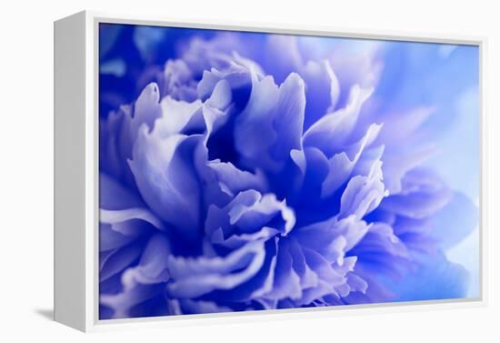 Blue Flower-PhotoINC-Framed Premier Image Canvas