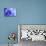 Blue Flower-PhotoINC-Photographic Print displayed on a wall