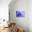 Blue Flower-PhotoINC-Photographic Print displayed on a wall