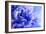 Blue Flower-PhotoINC-Framed Photographic Print