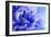 Blue Flower-PhotoINC-Framed Photographic Print