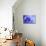 Blue Flower-PhotoINC-Mounted Photographic Print displayed on a wall