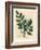 Blue Flowered Common Liquorice, Glycyrrhiza Glabra-James Sowerby-Framed Giclee Print