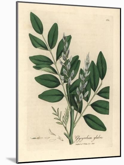 Blue Flowered Common Liquorice, Glycyrrhiza Glabra-James Sowerby-Mounted Giclee Print