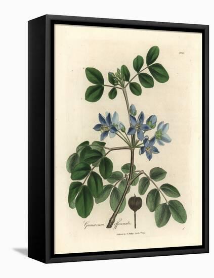 Blue Flowered Guaiacum Officinale-James Sowerby-Framed Premier Image Canvas