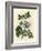 Blue Flowered Guaiacum Officinale-James Sowerby-Framed Giclee Print