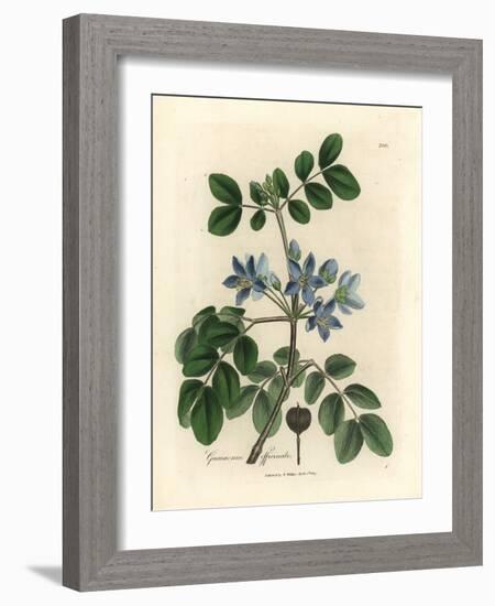 Blue Flowered Guaiacum Officinale-James Sowerby-Framed Giclee Print