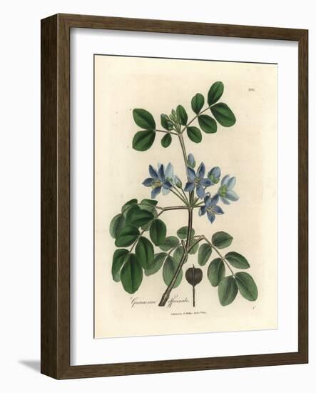 Blue Flowered Guaiacum Officinale-James Sowerby-Framed Giclee Print