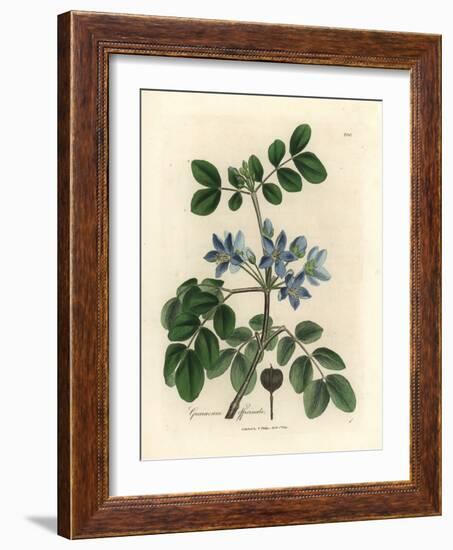 Blue Flowered Guaiacum Officinale-James Sowerby-Framed Giclee Print