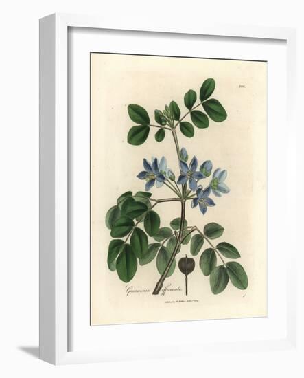 Blue Flowered Guaiacum Officinale-James Sowerby-Framed Giclee Print