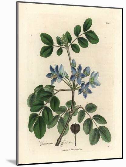 Blue Flowered Guaiacum Officinale-James Sowerby-Mounted Giclee Print