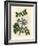 Blue Flowered Guaiacum Officinale-James Sowerby-Framed Giclee Print