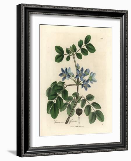 Blue Flowered Guaiacum Officinale-James Sowerby-Framed Giclee Print