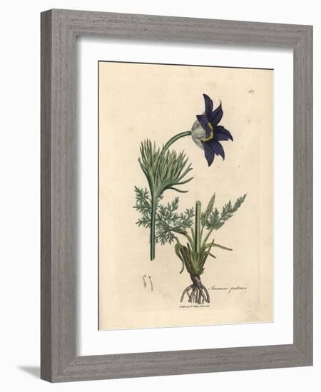 Blue Flowered Meadow Anemone or Pasque Flower, Anemone Pratensis-James Sowerby-Framed Giclee Print