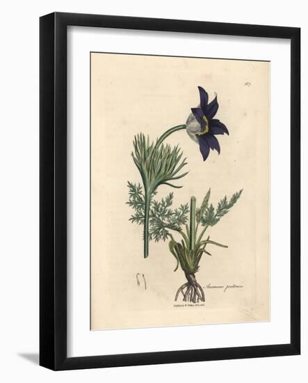 Blue Flowered Meadow Anemone or Pasque Flower, Anemone Pratensis-James Sowerby-Framed Giclee Print