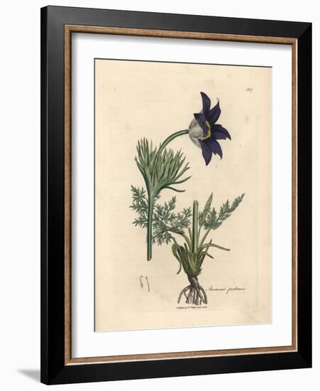 Blue Flowered Meadow Anemone or Pasque Flower, Anemone Pratensis-James Sowerby-Framed Giclee Print