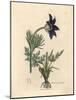 Blue Flowered Meadow Anemone or Pasque Flower, Anemone Pratensis-James Sowerby-Mounted Giclee Print