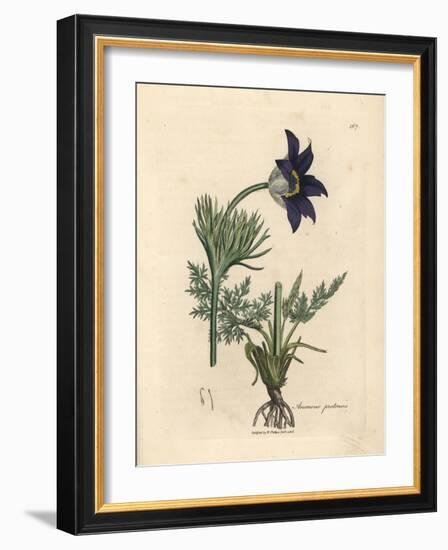 Blue Flowered Meadow Anemone or Pasque Flower, Anemone Pratensis-James Sowerby-Framed Giclee Print