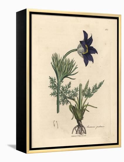 Blue Flowered Meadow Anemone or Pasque Flower, Anemone Pratensis-James Sowerby-Framed Premier Image Canvas