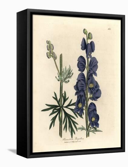 Blue Flowered Wolf's Bane or Monk's Hood, Aconitum Napellus-James Sowerby-Framed Premier Image Canvas
