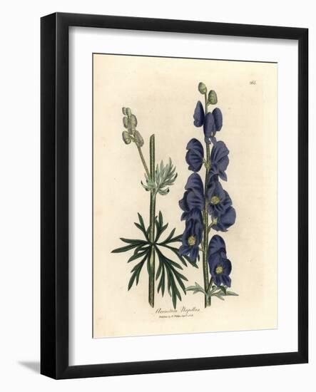 Blue Flowered Wolf's Bane or Monk's Hood, Aconitum Napellus-James Sowerby-Framed Giclee Print