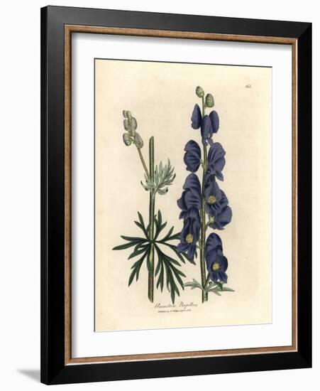 Blue Flowered Wolf's Bane or Monk's Hood, Aconitum Napellus-James Sowerby-Framed Giclee Print