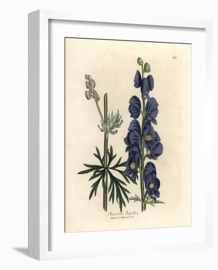 Blue Flowered Wolf's Bane or Monk's Hood, Aconitum Napellus-James Sowerby-Framed Giclee Print