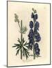 Blue Flowered Wolf's Bane or Monk's Hood, Aconitum Napellus-James Sowerby-Mounted Giclee Print