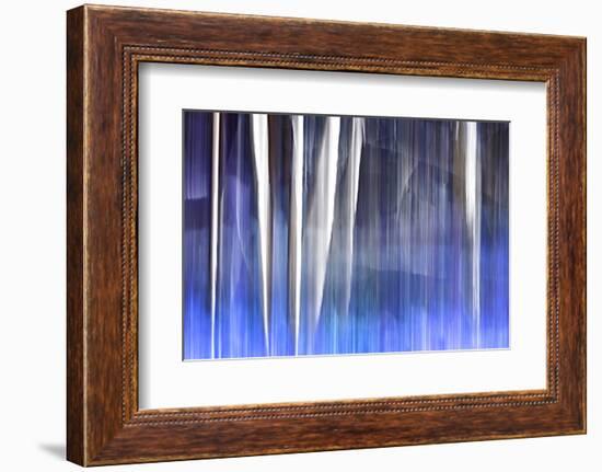 Blue Flowers in the Spring Woods-Ursula Abresch-Framed Photographic Print