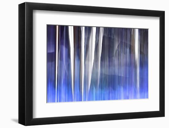 Blue Flowers in the Spring Woods-Ursula Abresch-Framed Photographic Print