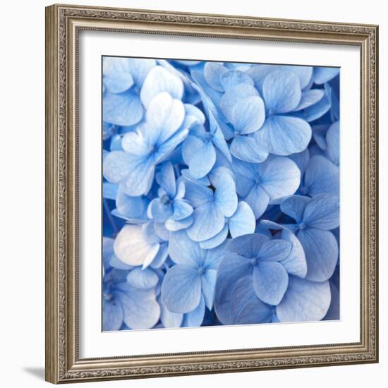 Blue Flowers-null-Framed Photographic Print