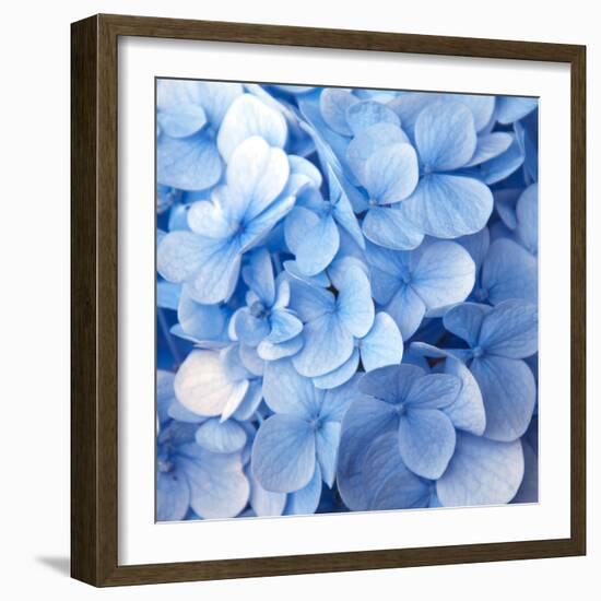 Blue Flowers-null-Framed Photographic Print