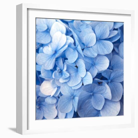 Blue Flowers-null-Framed Photographic Print