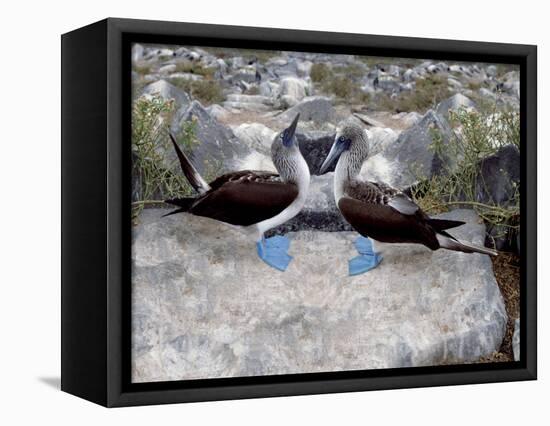 Blue-Footed Boobies in Skypointing Display, Galapagos Islands, Ecuador-Jim Zuckerman-Framed Premier Image Canvas