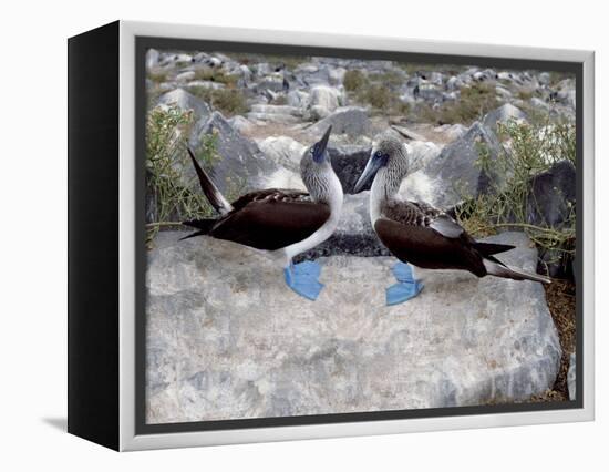 Blue-Footed Boobies in Skypointing Display, Galapagos Islands, Ecuador-Jim Zuckerman-Framed Premier Image Canvas