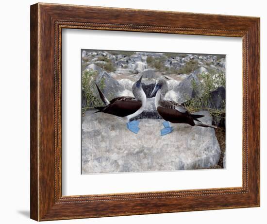 Blue-Footed Boobies in Skypointing Display, Galapagos Islands, Ecuador-Jim Zuckerman-Framed Photographic Print