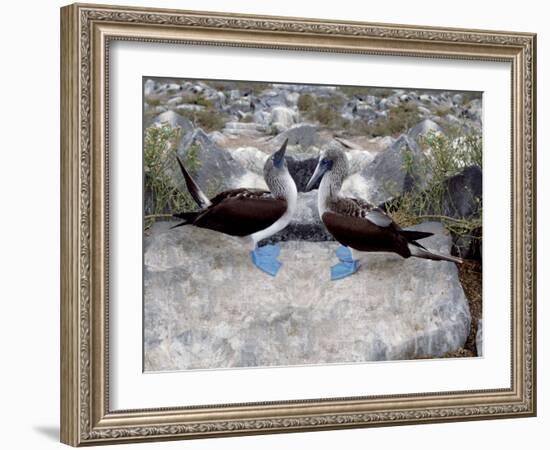 Blue-Footed Boobies in Skypointing Display, Galapagos Islands, Ecuador-Jim Zuckerman-Framed Photographic Print