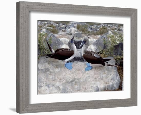 Blue-Footed Boobies in Skypointing Display, Galapagos Islands, Ecuador-Jim Zuckerman-Framed Photographic Print