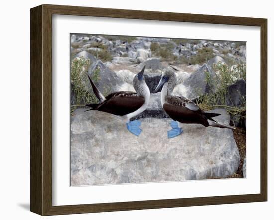 Blue-Footed Boobies in Skypointing Display, Galapagos Islands, Ecuador-Jim Zuckerman-Framed Photographic Print