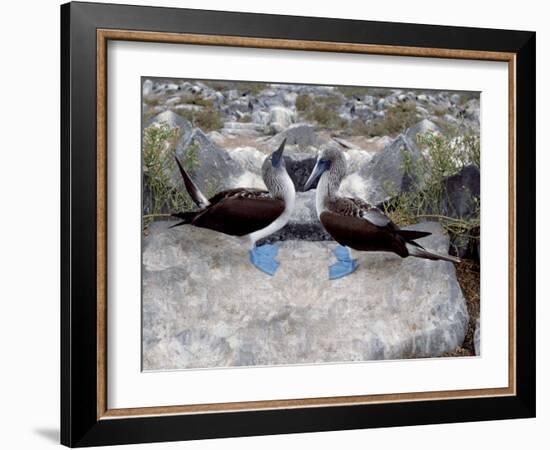 Blue-Footed Boobies in Skypointing Display, Galapagos Islands, Ecuador-Jim Zuckerman-Framed Photographic Print