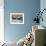 Blue-Footed Boobies in Skypointing Display, Galapagos Islands, Ecuador-Jim Zuckerman-Framed Photographic Print displayed on a wall