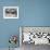 Blue-Footed Boobies in Skypointing Display, Galapagos Islands, Ecuador-Jim Zuckerman-Framed Photographic Print displayed on a wall