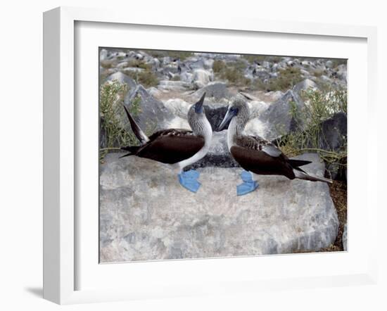 Blue-Footed Boobies in Skypointing Display, Galapagos Islands, Ecuador-Jim Zuckerman-Framed Photographic Print