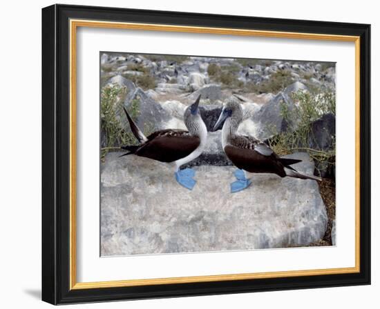 Blue-Footed Boobies in Skypointing Display, Galapagos Islands, Ecuador-Jim Zuckerman-Framed Photographic Print