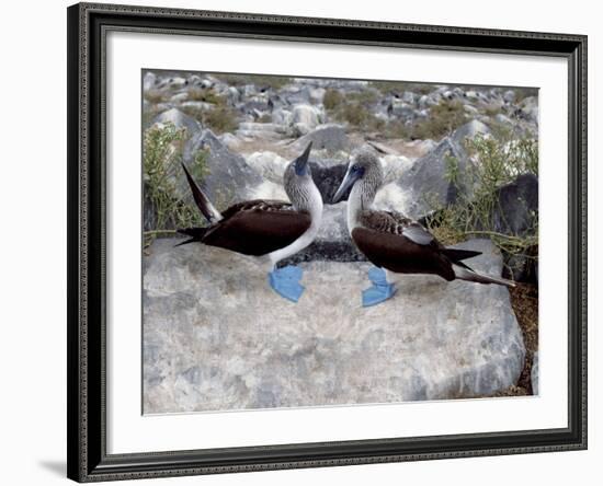 Blue-Footed Boobies in Skypointing Display, Galapagos Islands, Ecuador-Jim Zuckerman-Framed Photographic Print