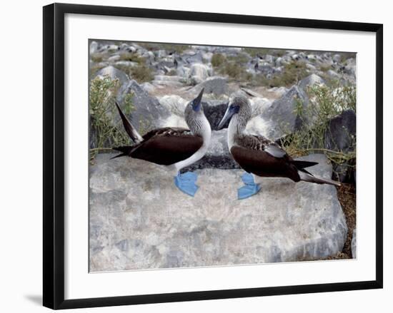 Blue-Footed Boobies in Skypointing Display, Galapagos Islands, Ecuador-Jim Zuckerman-Framed Photographic Print