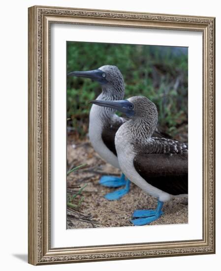 Blue-Footed Boobies of the Galapagos Islands, Ecuador-Stuart Westmoreland-Framed Photographic Print