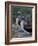 Blue-Footed Boobies of the Galapagos Islands, Ecuador-Stuart Westmoreland-Framed Photographic Print